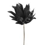 ΛΟΥΛΟΥΔΙ ΜΑΥΡΟ