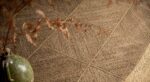 MOKA RUG YASABAI COLLECTION 290 X 290 CM - Image 2