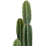 THREE CACTUS POT 132 CM HEIGHT - Image 2